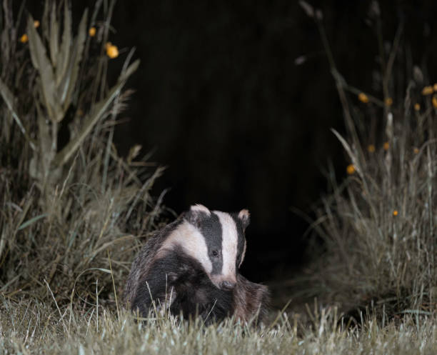 istock European Badger ( Meles Meles) in grass at night. 1501076616