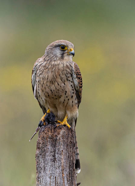 istock A female kestrel (Falco tinnunculus) perched on a wooden post having just caught a mouse. 1501077294