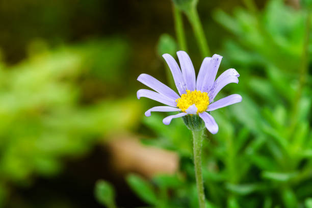 a white-and-white flower in spring.