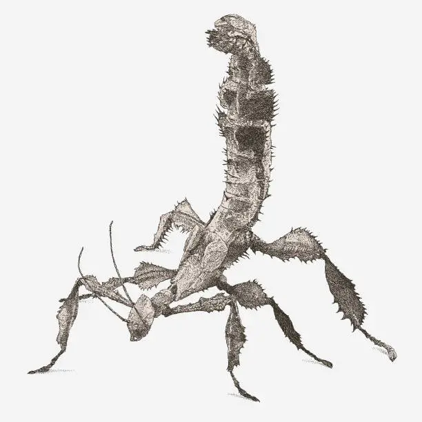 Vector illustration of Giant Prickly Stick Insect