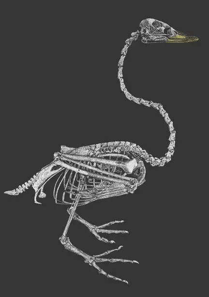 Vector illustration of Swan Skeleton