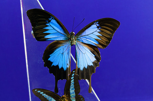 Morpho Butterflies On Mystical Water