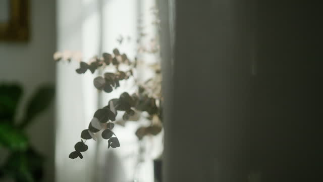 Dried eucalyptus leaves on the windowsill