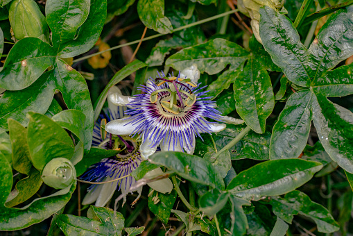 Passion Flower in Jungle