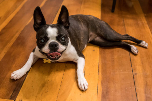 istock Cute Boston Terrier smiling at camera 1501088857