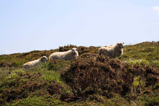 istock Landscape in Llandudno 1501091043
