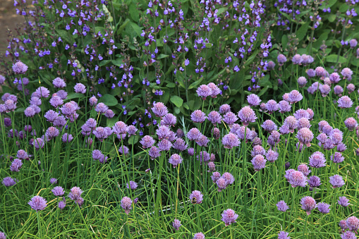 Purple flowers of chives and sage