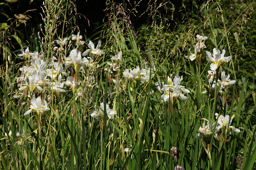 White iris sibirica flowers amongst grass