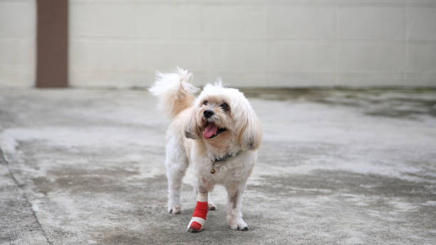 Smiling injured Shih Tzu dog wrapped leg by red bandage Smiling injured Shih Tzu dog wrapped leg by splint and red bandage after surgery due to leg accident. Portrait of injury pet at house. Animal insurance and healthy concept insurance pets dog doctor stock pictures, royalty-free photos & images