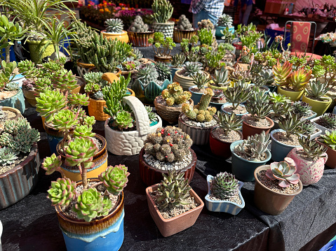 Stock photo of succulent plants, cacti, cactus house plants and indoor sedum for sale at garden centre florist shop in small plastic flower pots, easy to grow desert plants for windowsill.