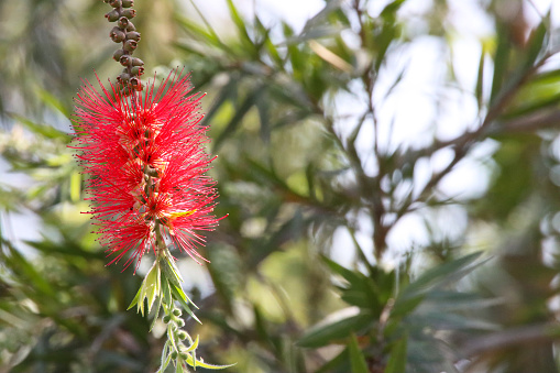 Stock photo showing close-up view of bright red flower on a bottlebrush plant (Callistemon citrinus) pictured against blurred green leaf background.