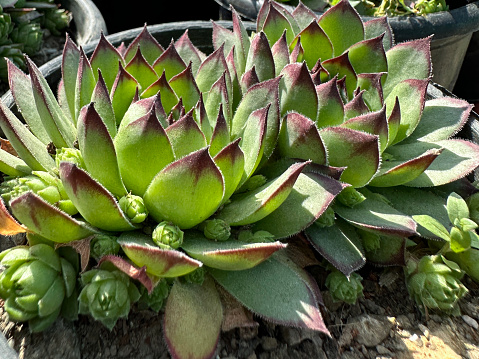 Stock photo showing close-up view of succulent plants for sale at garden centre shop in small plastic flower pots, easy to grow desert plants for windowsill including hens-and-chicks succulent (sempervivum tectorum).