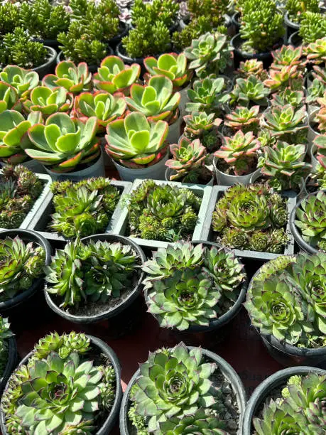 Stock photo showing close-up, elevated view of succulent plants, cacti, cactus house plants and indoor sedum for sale at garden centre plant shop in small plastic flower pots, easy to grow desert plants for windowsill including hens-and-chicks succulent (sempervivum tectorum).