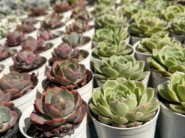 Stock photo showing close-up view of succulent plants, cacti, cactus house plants and indoor sedum for sale at garden centre plant shop in small plastic flower pots, easy to grow desert plants for windowsill including hens-and-chicks succulent (sempervivum tectorum).
