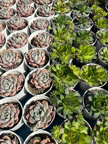 Stock photo showing close-up, elevated view of succulent plants, cacti, cactus house plants and indoor sedum for sale at garden centre plant shop in small plastic flower pots, easy to grow desert plants for windowsill including hens-and-chicks succulent (sempervivum tectorum).