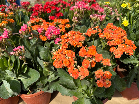 Stock photo of kalanchoes being sold at garden centre shop, growing in plastic flower pots. These florist kalanchoe flowers have pink, red and orange flowers / blooms, succulent plant.
