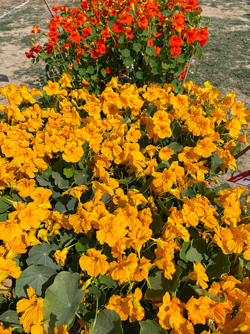 Stock photo showing close-up view of some annual yellow-orange and red nasturtium flowers that have been planted in flower pots.