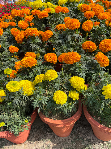 Stock photo showing rows of terracotta flowerpots lined up on paved area. The pots are planted up with yellow and orange flowering marigolds.