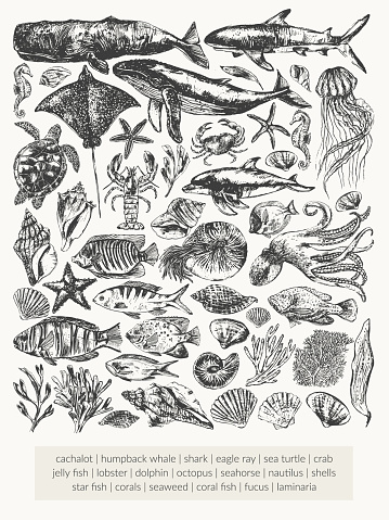 Vector sea animals illustration set. Black ink sketch of whale, dolphin, shark, octopus, crab, lobster, seahorse, sea turtle, jellyfish, starfish, eagle ray, nautilus, coral fish. Wild life ocean creature vintage poster.