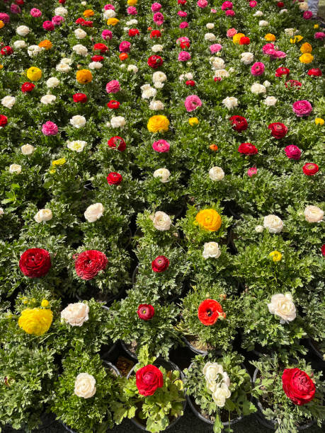 Free ranunculus flower stock photos. Download the best free ranunculus ...