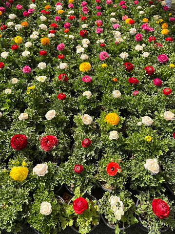 Stock photo showing rows of vibrantly coloured  ranunculus planted up in plastic plant pots.