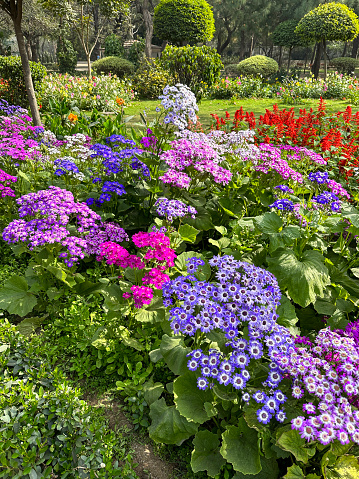 Stock photo showing close-up view of ornamental garden border with blue / purple flowering cineraria (Pericallis × hybrida) besides lush green lawn in public park.