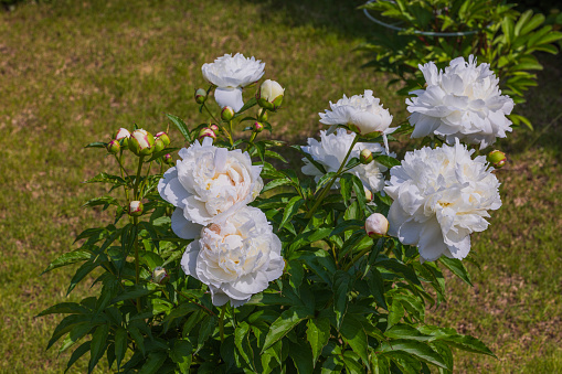 Glorious view of garden with bush blooming white peonies flowers in garden sunny day.