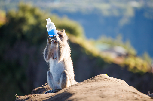 Monkey with a bottle in its paws