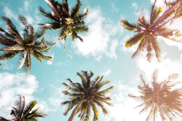 istock Tropical palm coconut trees on sunset sky flare. 1501107256