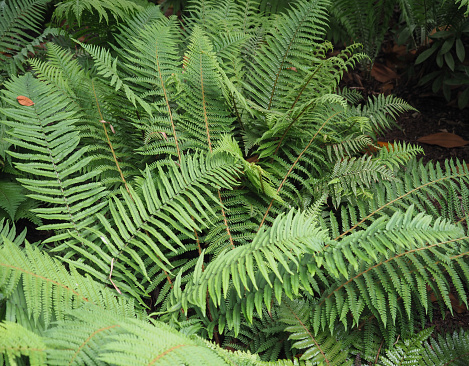green fern plant scientific classification Leptosporangiate ferns