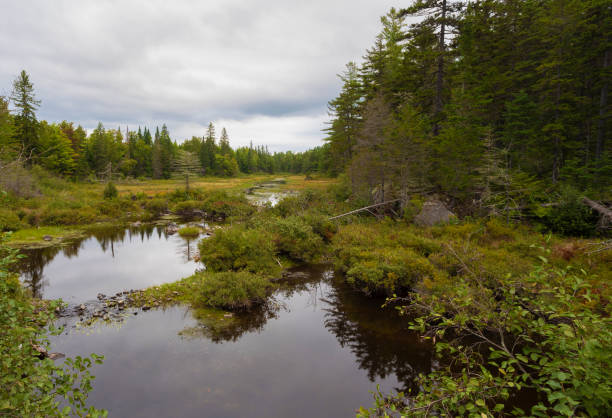 istock Small stream running through the Maine countryside 1501107949