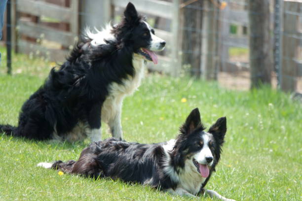 istock Two border collies sitting on the grass. 1501110066