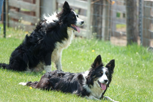 Two border collies sitting on the grass.