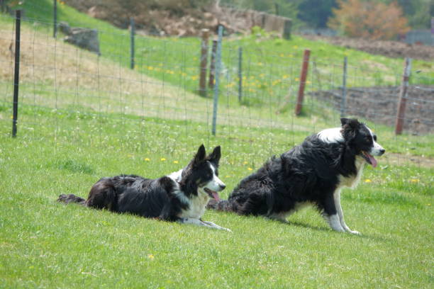istock Two border collies sitting on the grass. 1501110067