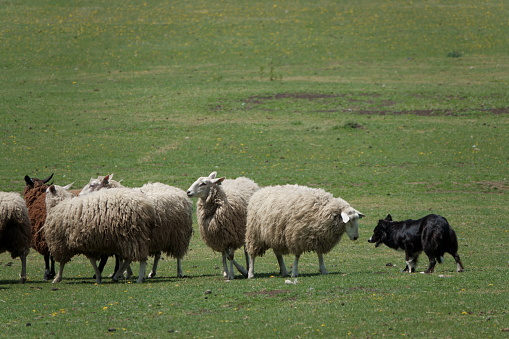 Border collie leading a flock of sheep.