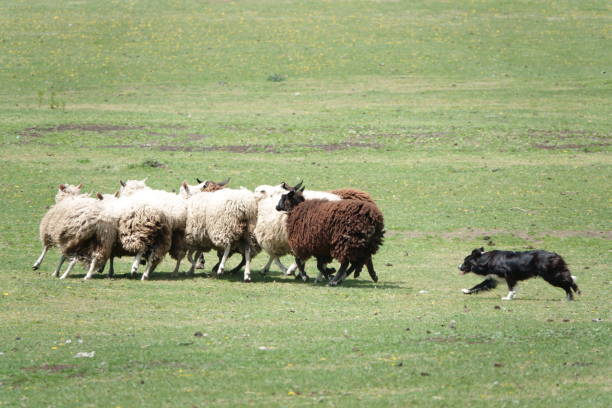 A young black and white shepherd works with a group of sheep at an annual stock trial event