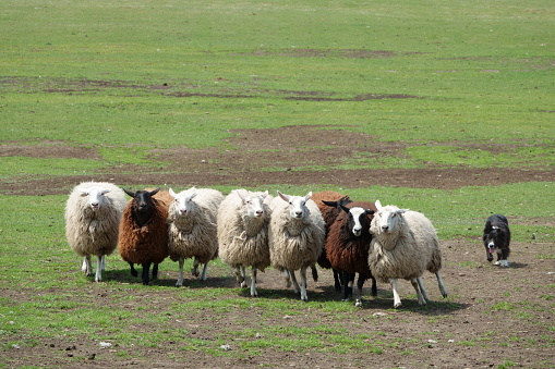 Border collie leading a flock of sheep.