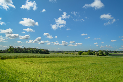 An Oak Tree In A Beautiful Rolling Landscape In The Cotswolds, England