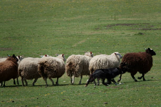 istock Sheep on a farm in Hokkaido in spring. 1501113432