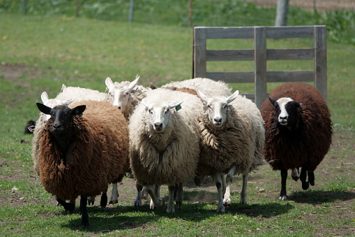 Sheep on a farm in Hokkaido in spring.
