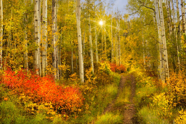 Walking in the Fall Aspen tree grove outside of Snowmass Colorado on a gorgeous Autumn day