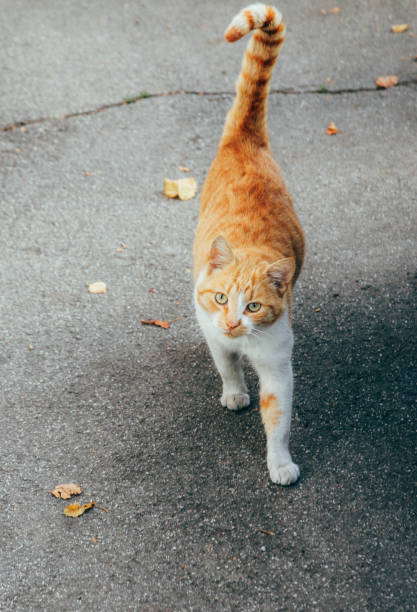 istock Orange cat against the sunlight 1501116759