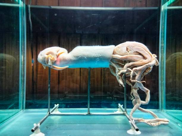 istock photo of squid 1501117641