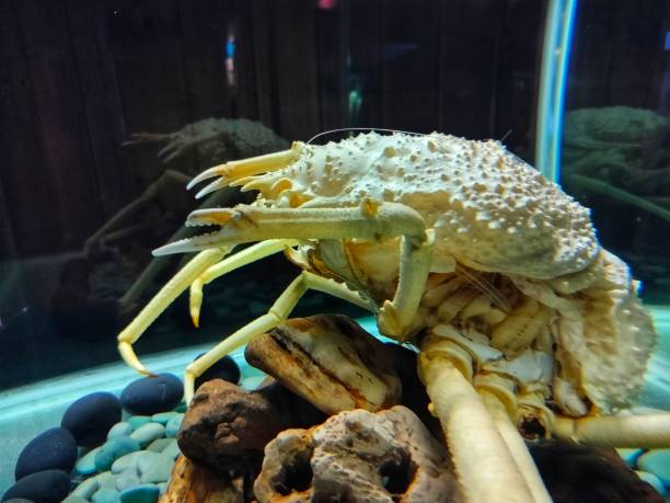 istock photo of crabs preserved 1501117652