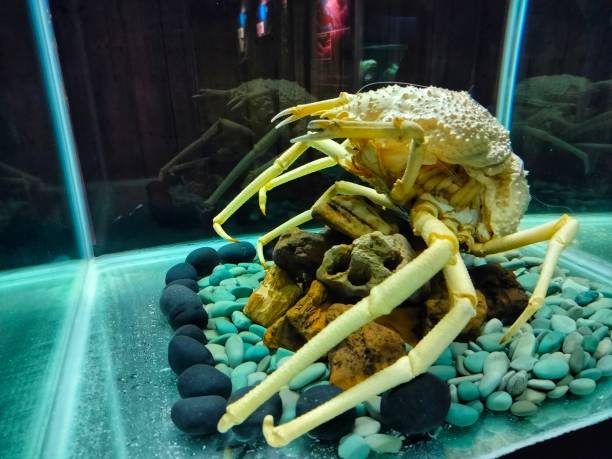 photo of crabs preserved