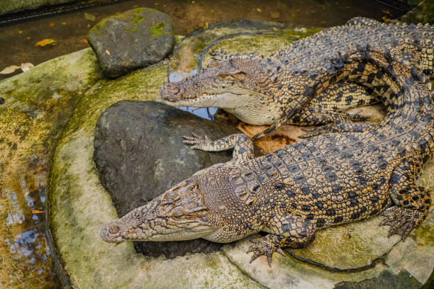 istock Two crocodile on the sewer cage in the mini zoo, they take sun bath. 1501118814
