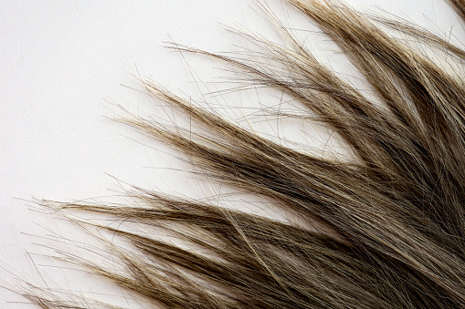 Close-up of hair on white background.