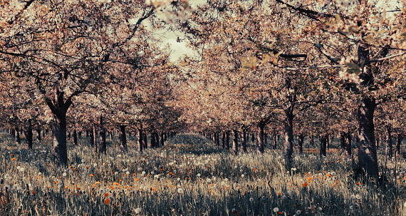 blooming cherry trees in spring in Muelheim-Kaerlich Germany