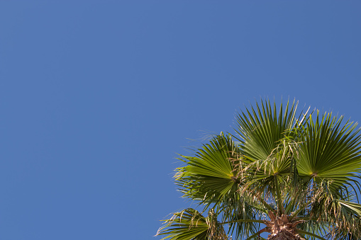 photo from the bottom of a palm tree, only the top of the leaves, against a blue sky