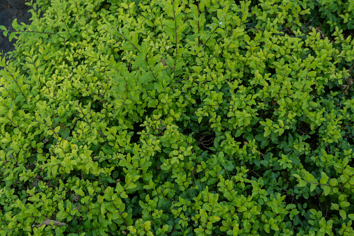 Beautiful green leaf in nature texture backage concept